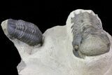 Sweet Crotalocephalina & Reedops Trilobite Association #75573-3
